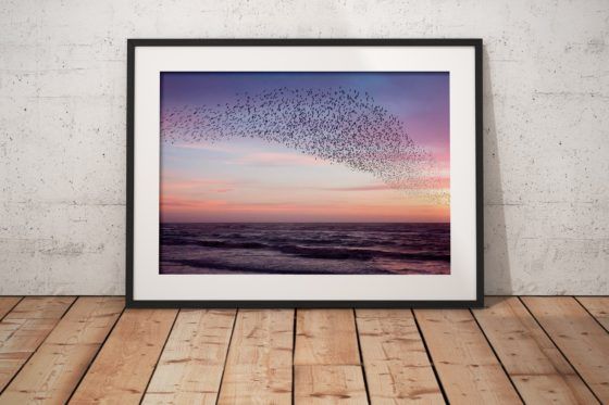 Murmuration of Starlings Purple Sky Photography Print In Black Frame