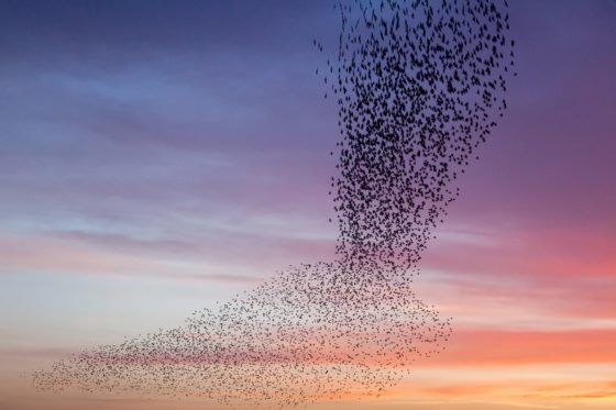 Murmuration of Starlings Purple Sky Photography Print