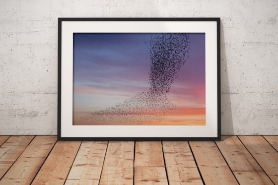 Murmuration of Starlings Purple Sky Photography Print In Black Frame