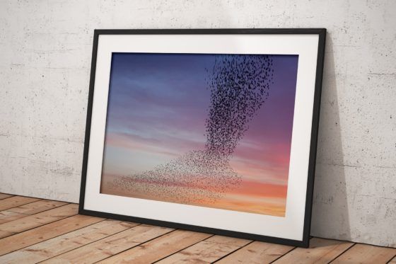 Murmuration of Starlings Purple Sky Photography Print In Black Frame