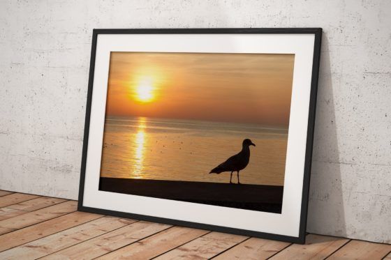 Seagull Silhouette Photography Print In Black Frame