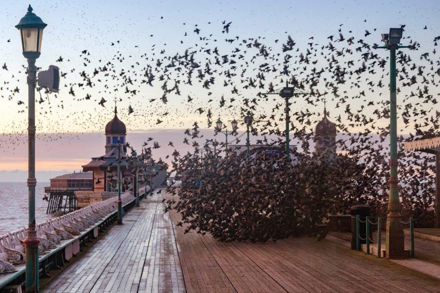 Murmuration of Starlings at Sunset by North Pier, Blackpool