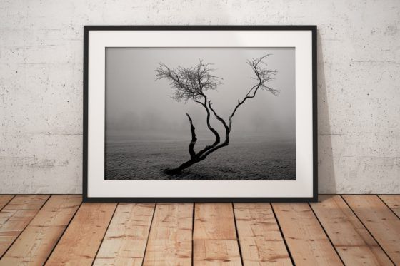 Frozen Tree Photography Print In Black Frame
