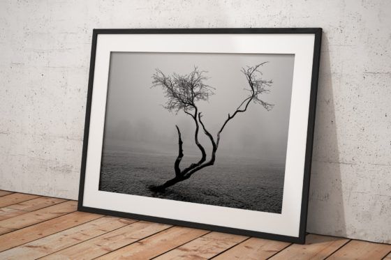 Frozen Tree Photography Print In Black Frame