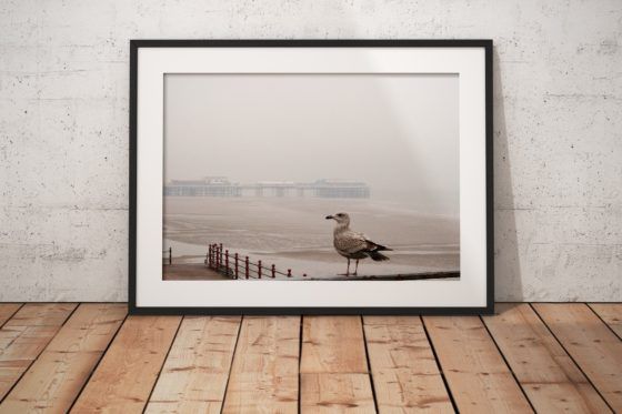 Blackpool Seagull Photography Print In Black Frame