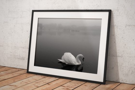 Lytham Swan Photography Print In Black Frame
