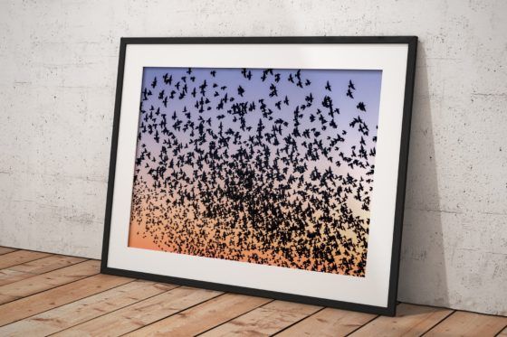 Blackpool Starlings Murmuration Photography Print In Black Frame