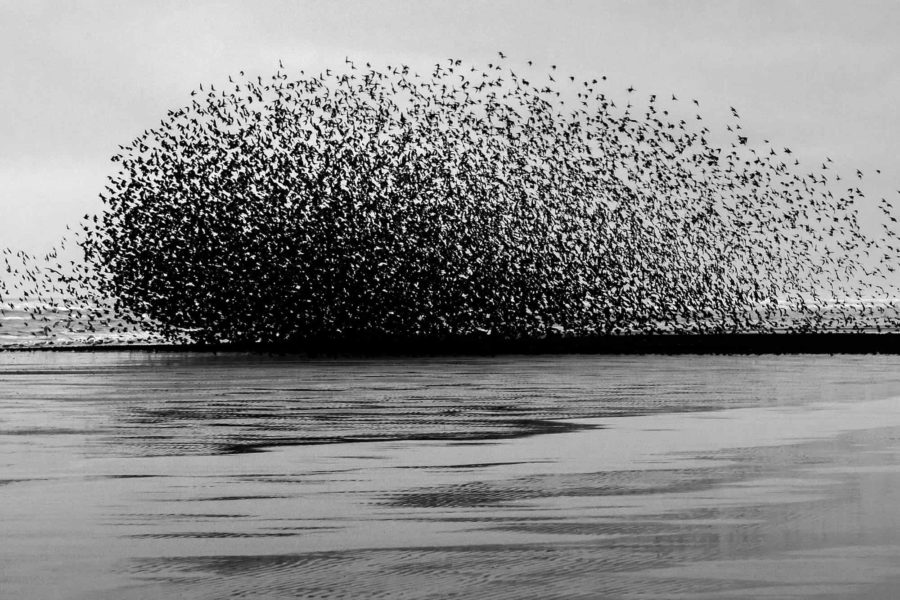 Murmuration of Starlings - New Photography 2021 By Yannick Dixon