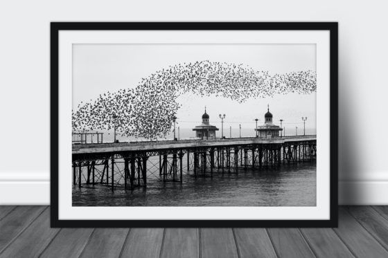 Murmuration of Starlings #1 Photography Print In Black Frame