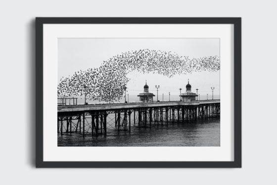 Murmuration of Starlings #1 Photography Print In Black Frame