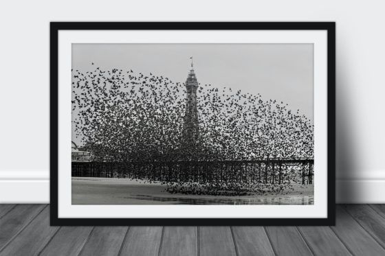 Murmuration of Starlings #2 Photography Print In Black Frame