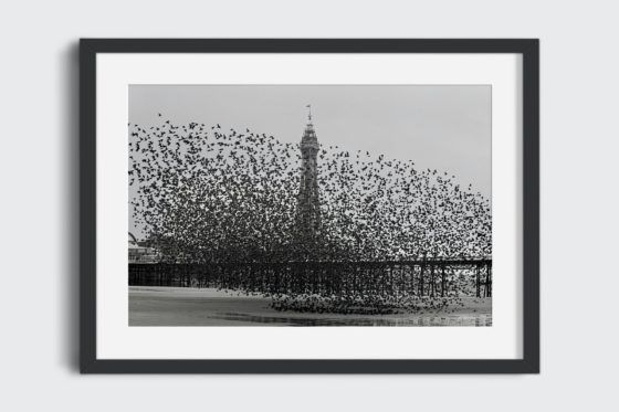 Murmuration of Starlings #2 Photography Print In Black Frame