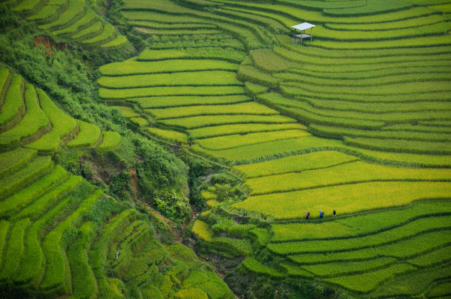 tripvietnam