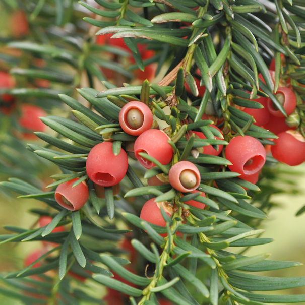 Garten & Pflanzen :: Pflanzen & Stauden :: Heimische Eibe Gewhnliche Eibe  60-80cm - Taxus baccata