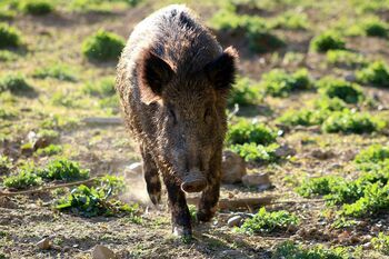 Wildschwein läuft durch verwüsteten Garten