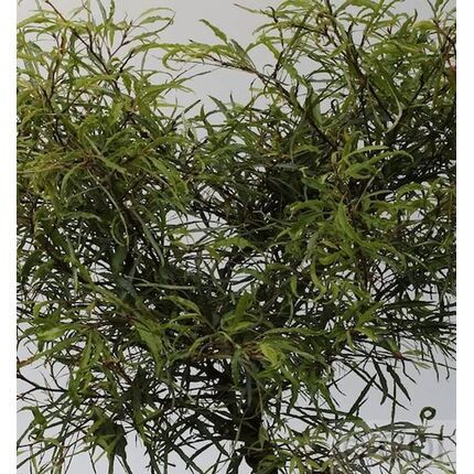 Garten & Pflanzen :: Pflanzen & Stauden :: Zwerg Farnbuche Mercedes 30-40cm  - Fagus sylvatica