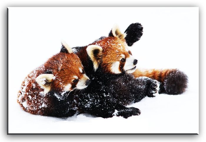 Bild Bilder Gemälde Druck Kunstdruck Polster Rote Pandas Katzenbären G92778