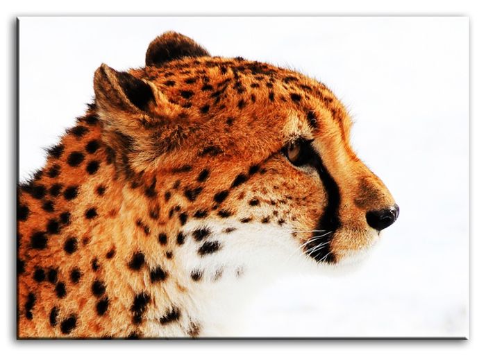 Bild Bilder Gemälde Druck Kunstdruck Polster Kultur " Abstrakt " Leopard G92781