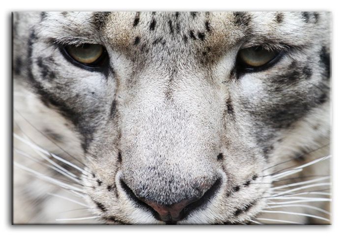 Bild Bilder Gemälde Druck Kunstdruck Polster Kultur " Abstrakt " Leopard G92783