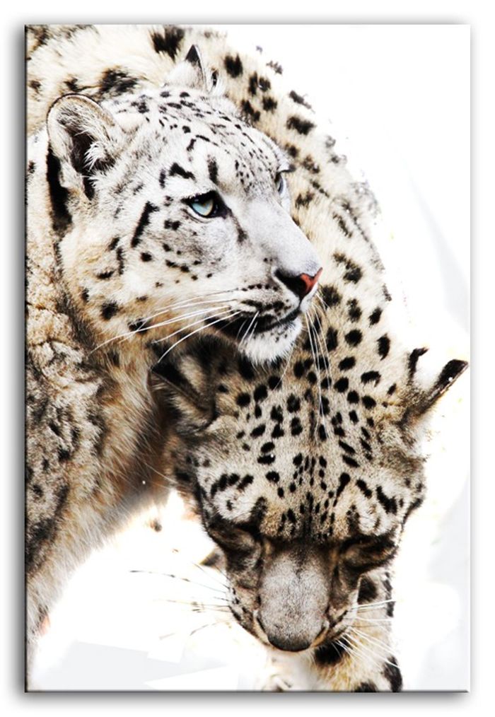 Bild Bilder Gemälde Druck Kunstdruck Polster Kultur " Abstrakt " Leopard G92784