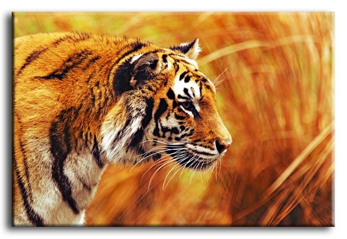 Bild Bilder Gemälde Druck Kunstdruck Polster Kultur " Abstrakt " Tiger G92786