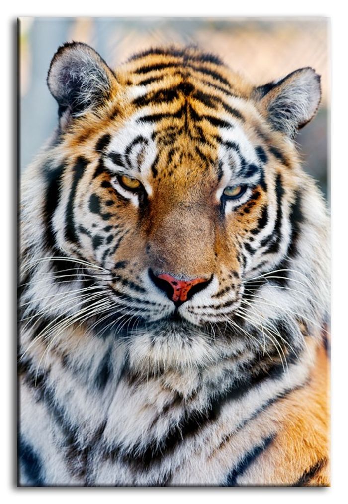 Bild Bilder Gemälde Druck Kunstdruck Polster Kultur " Abstrakt " Tiger G92787