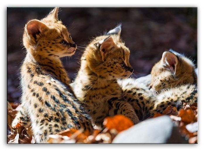 Bild Bilder Gemälde Druck Kunstdruck Polster Kultur " Abstrakt " Katzen G92840