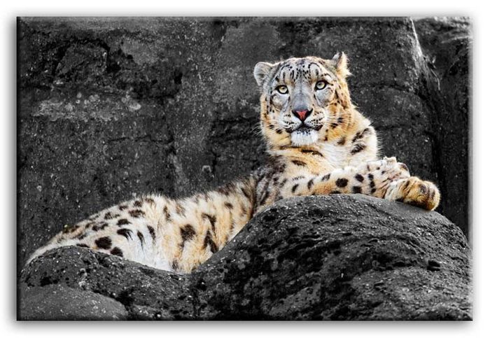 Bild Bilder Gemälde Druck Kunstdruck Polster Kultur " Abstrakt " Tiger G92852