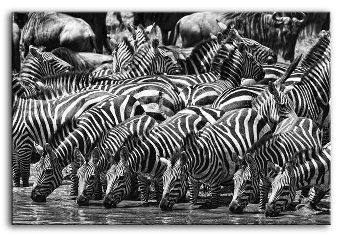 Bild Bilder Gemälde Druck Kunstdruck Polster Kultur " Abstrakt " Zebra G93266