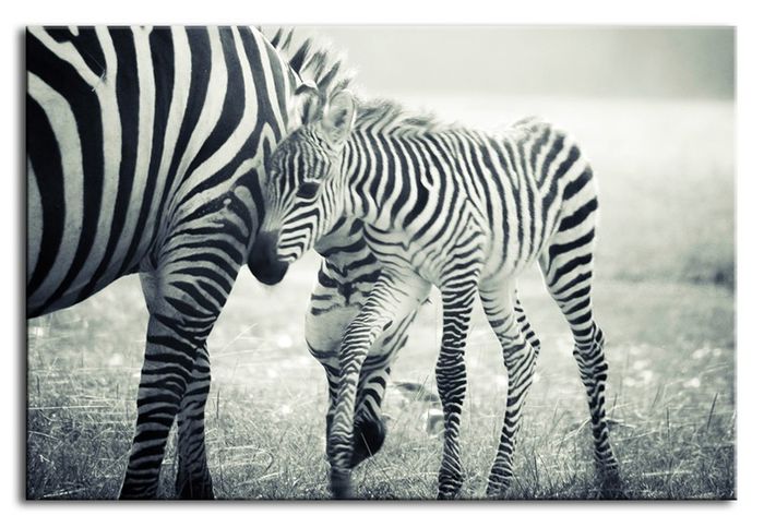 Bild Bilder Gemälde Druck Kunstdruck Polster Kultur " Abstrakt " Zebra G93268