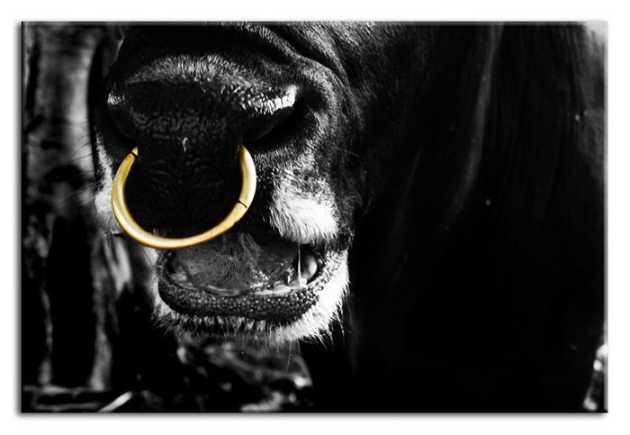 Bild Bilder Gemälde Druck Kunstdruck Polster Kultur " Abstrakt " Stier G93269