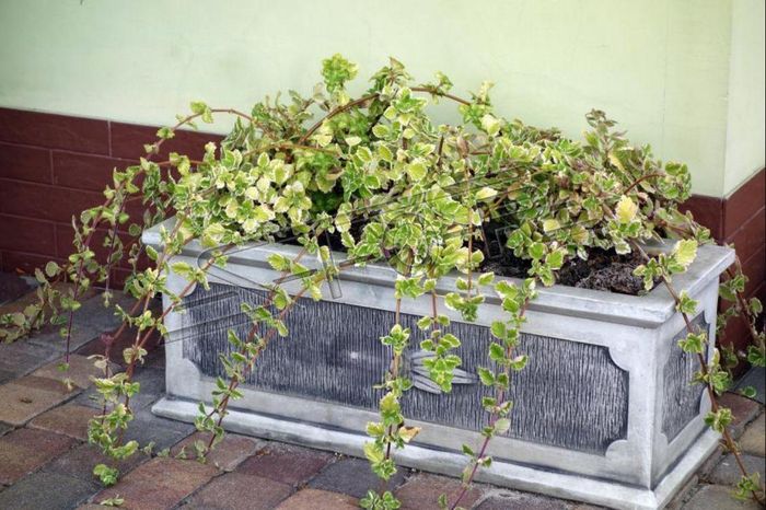 Blumenkübel Pflanz Kübel Dekoration Figur Blumentöpfe Garten Vasen Gefäss 566
