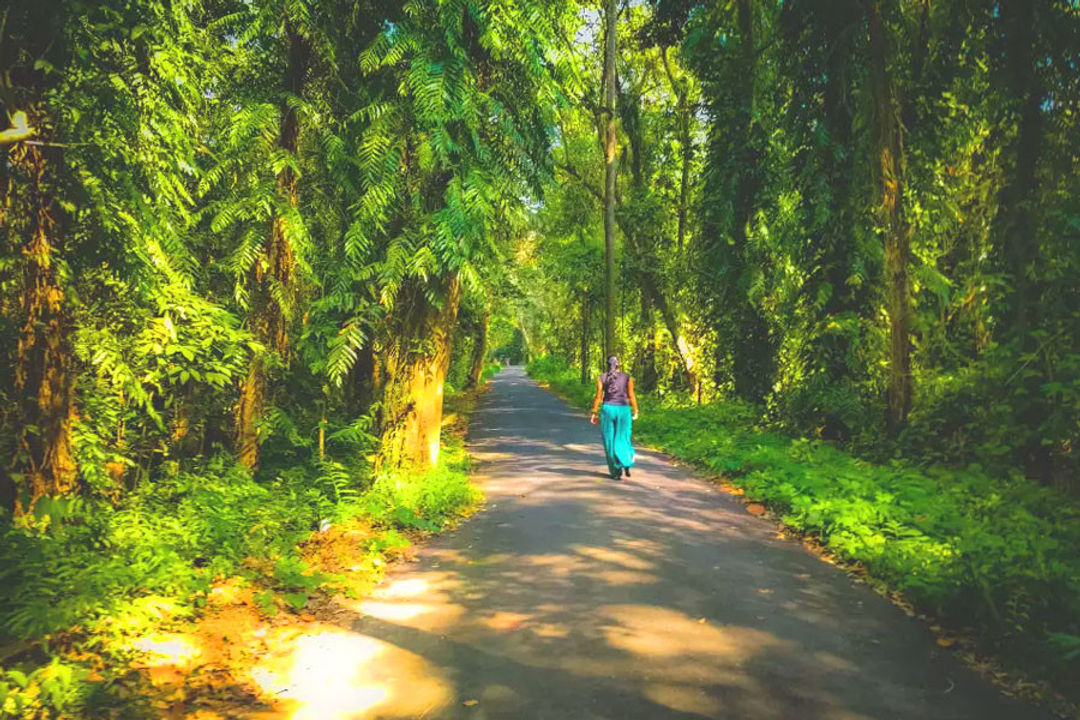 kumarakom bird sanctuary