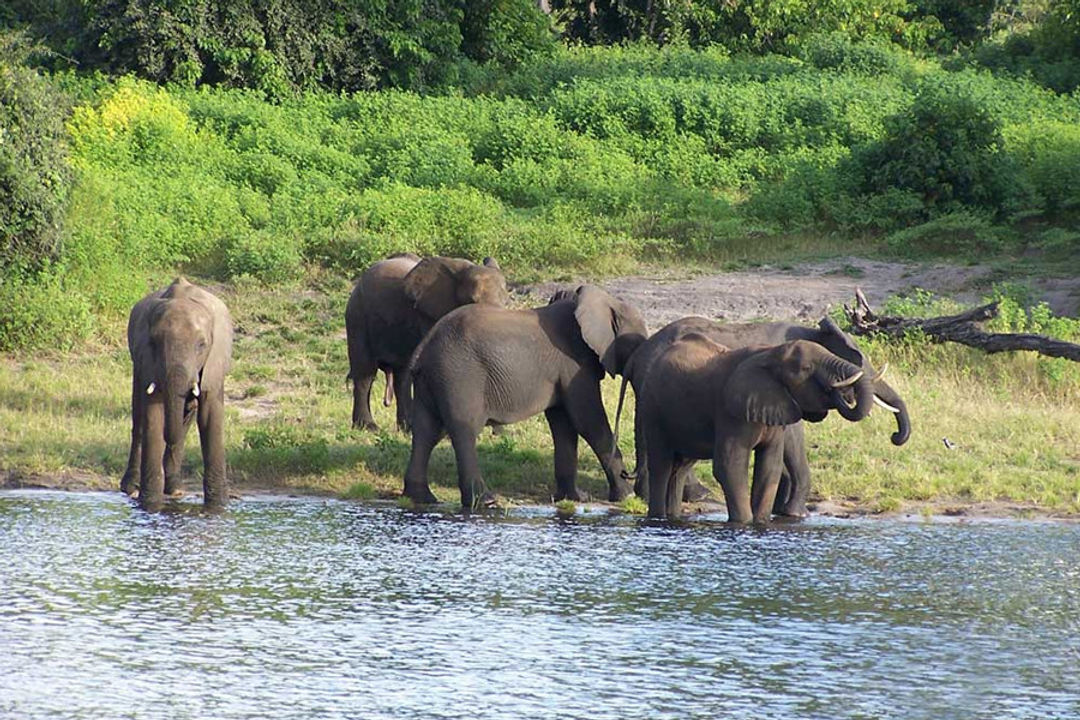 Jaldapara Wildlife Elephant Watching