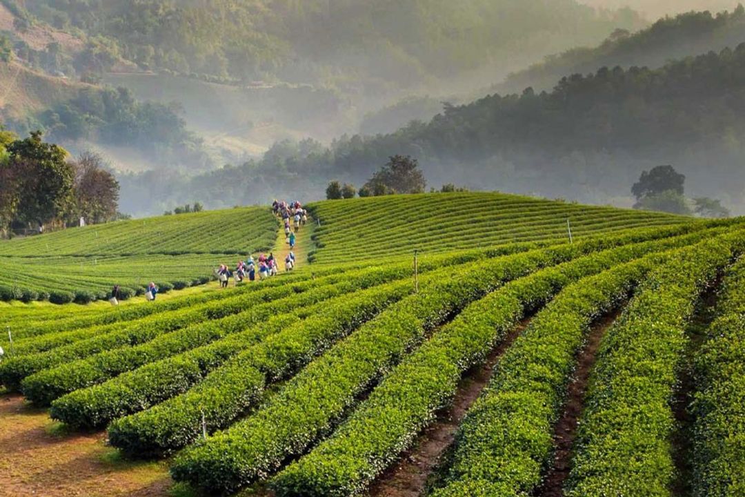 Happy valley Tea state