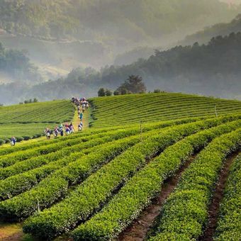 Happy valley Tea state