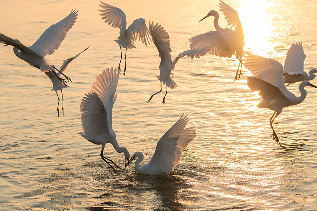Egrets spread out for fishing chilika