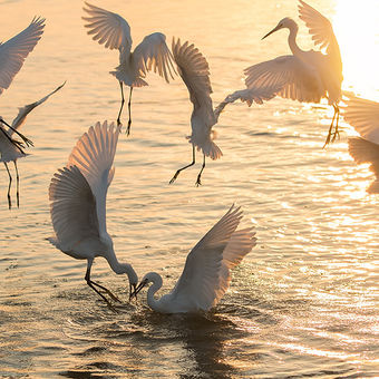 Egrets spread out for fishing chilika