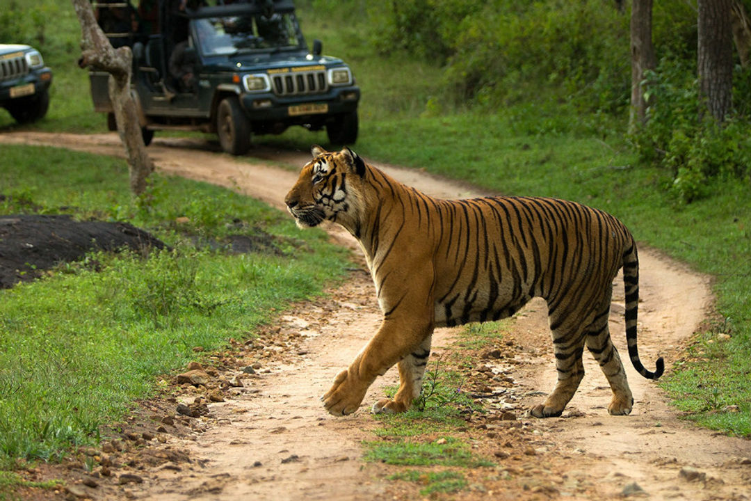 Sariska Short Trip