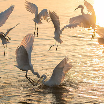 Chilika Lake