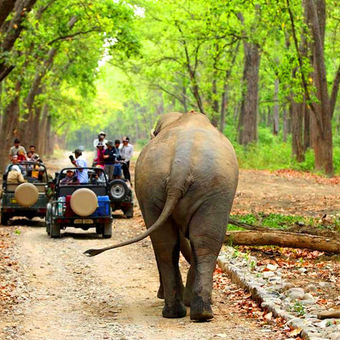 Jim Corbett National Park