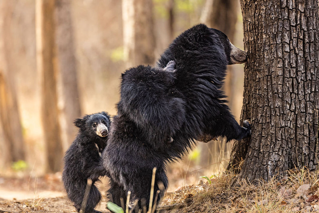 Kanha Wildlife Tour