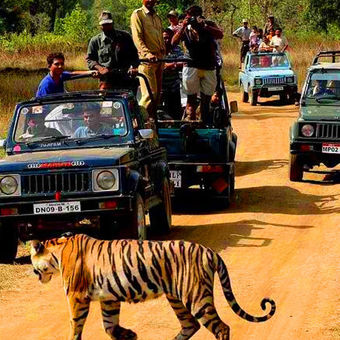 Ranthambore National Park Jeep