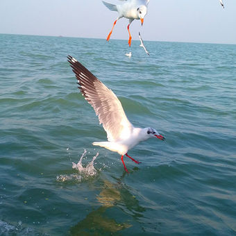 Migratory Birds chilika