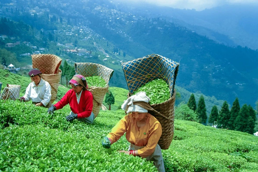 Darjeeling Tea Gardens