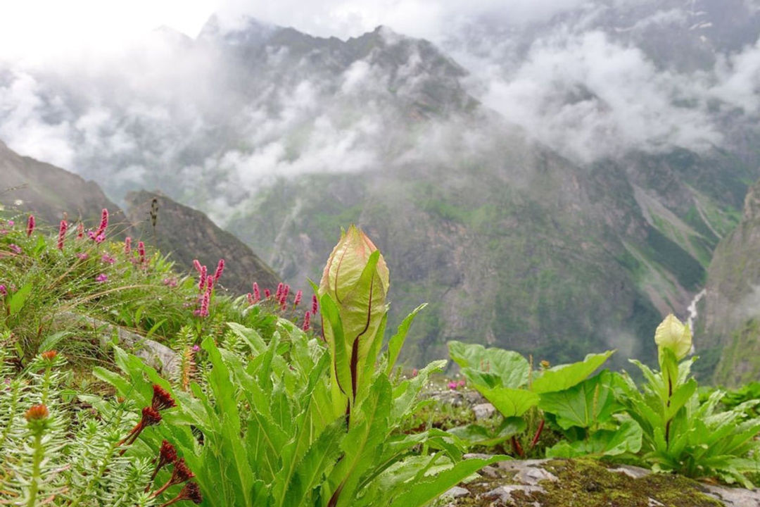 Brahma Kamal