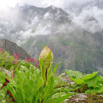 Brahma Kamal