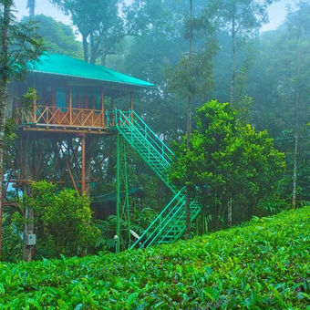 Tree House Kerala