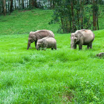 Wild elephants grazing in green grass hills at Munnar