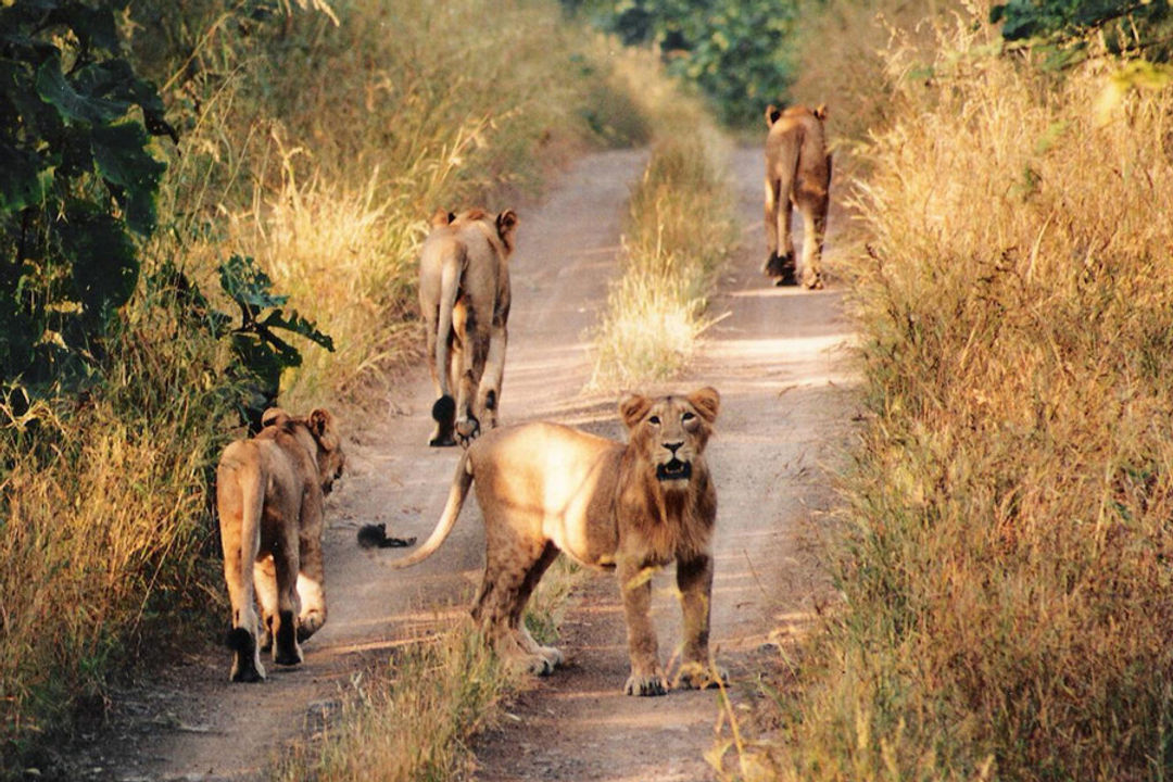 Sasan gir Safari